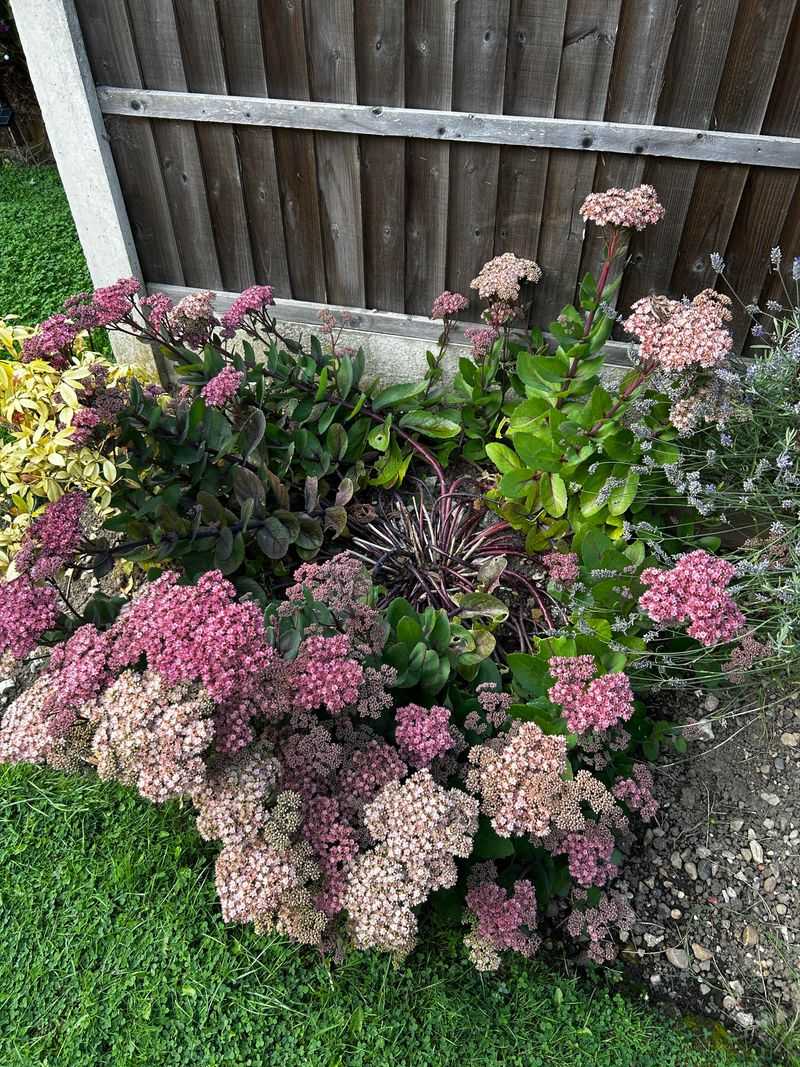 Split Overgrown Sedum Clumps