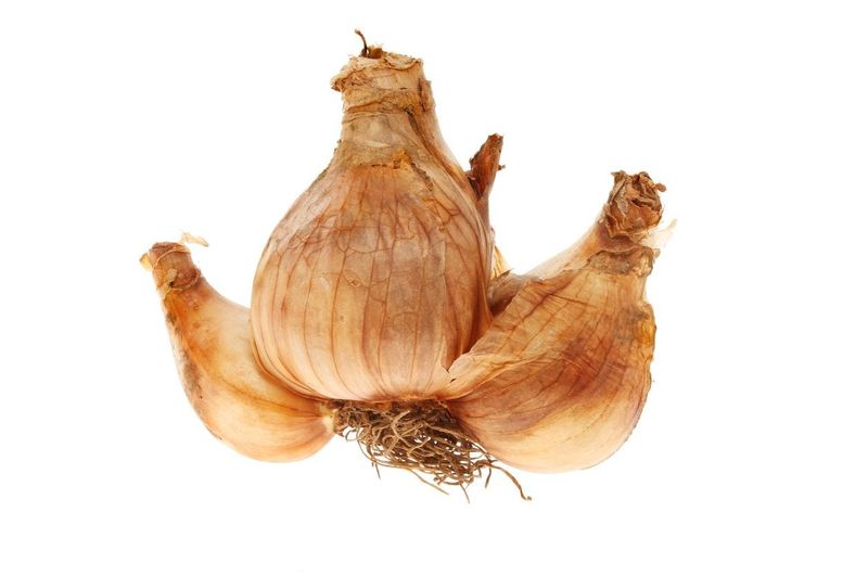 Splitting Bulbs Are A Sign You Already Waited Too Long