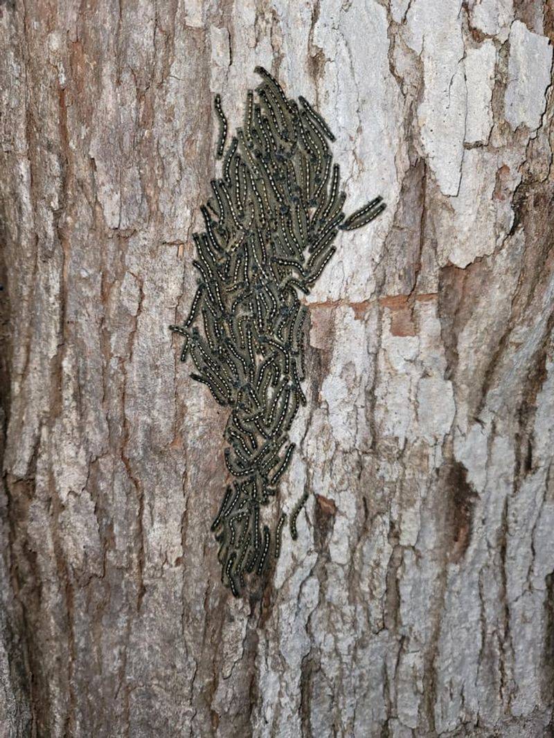 Spongy Moth Strips Foliage From Oak Trees
