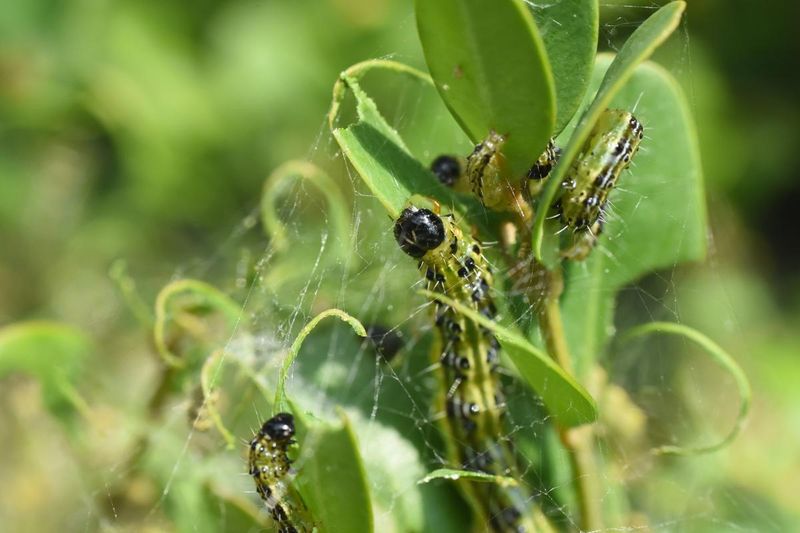 Spot Box Tree Moth Damage Early Spot Box Tree Moth Damage Early