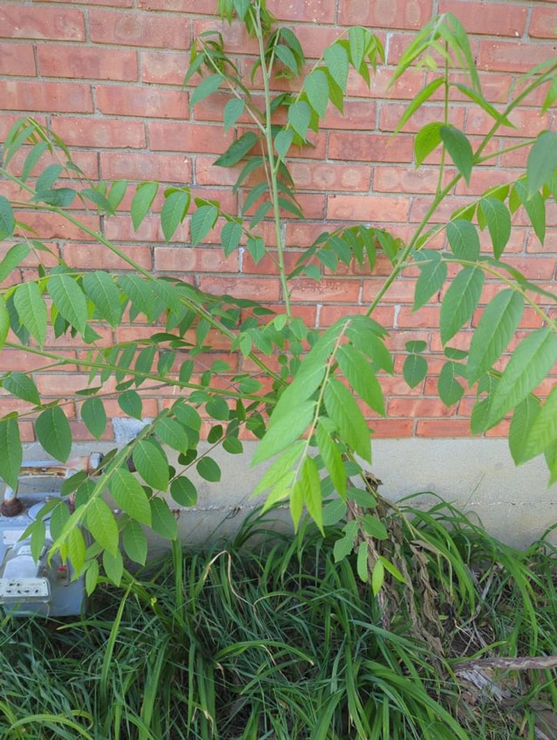 Spot Fast Growth That Outpaces Native Trees