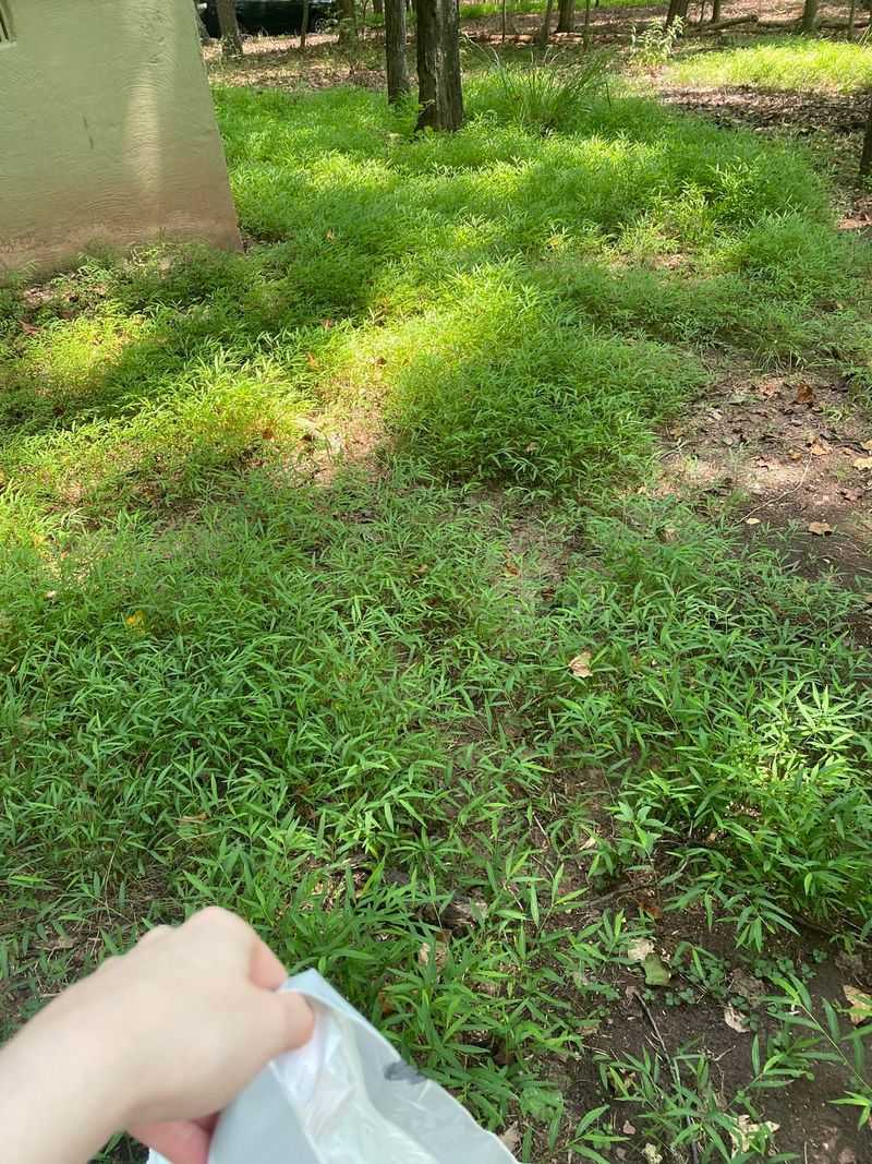 Spot Japanese Stiltgrass Before It Forms Thick Mats