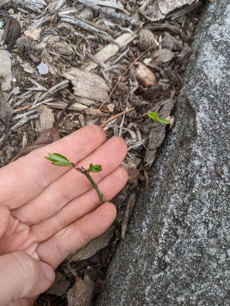 Spot New Seedlings Beneath Established Shrubs Spot New Seedlings Beneath Established Shrubs
