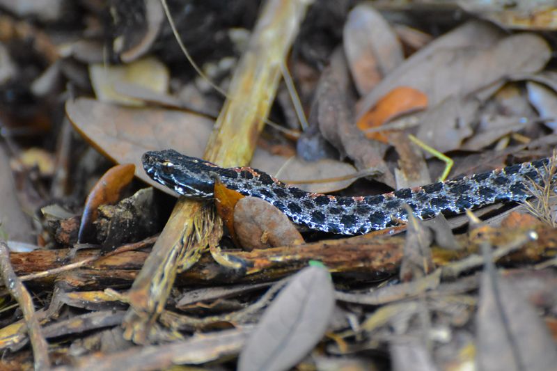 Spot The Dusky Pygmy Rattlesnake Before Reaching Into Mulch
