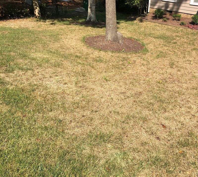 Spot The Early Signs Of Fall Armyworm Damage In Lawns