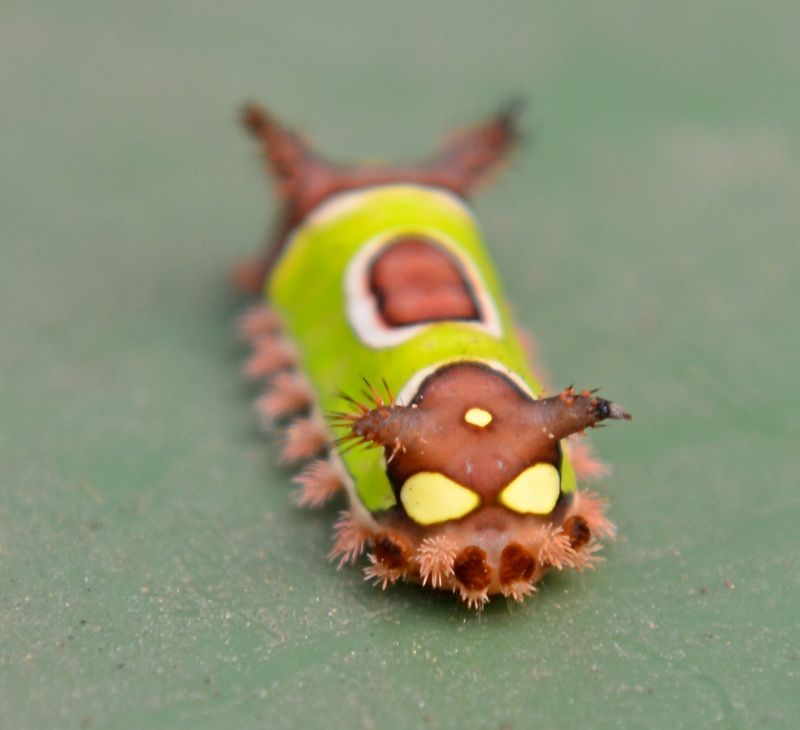 Spot The Saddleback Caterpillar Before Your Hands Find Its Spines