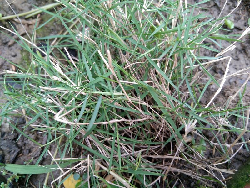Spot Torpedograss Before It Hides Among Ornamentals