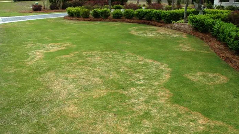 Spot Yellow Rings Before They Turn Brown