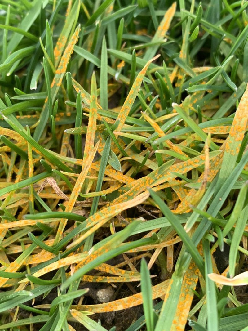 Spot Yellowing That Comes From Disease