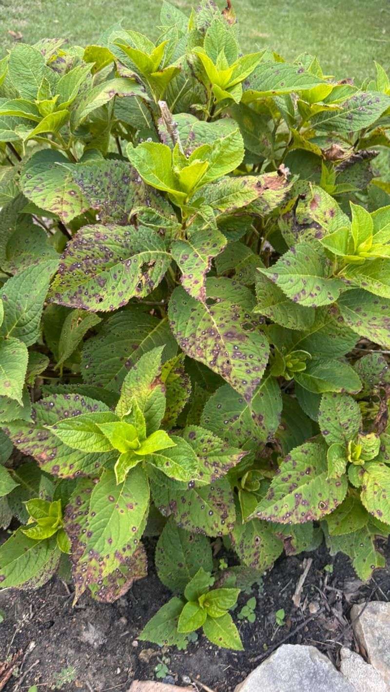 Spots Rarely Threaten The Whole Plant Spots Rarely Threaten The Whole Plant
