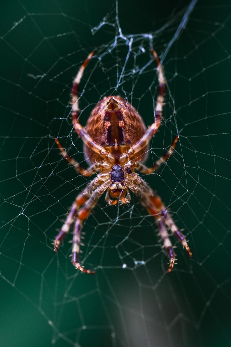 Spotted Orb Weavers Work The Porch Light Shift Spotted Orb Weavers Work The Porch Light Shift