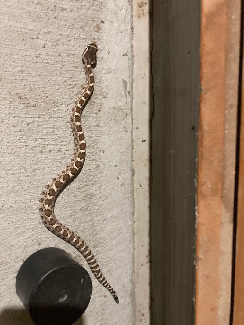 Spotting Baby Rattlesnakes On California Trails In September Spotting Baby Rattlesnakes On California Trails In September