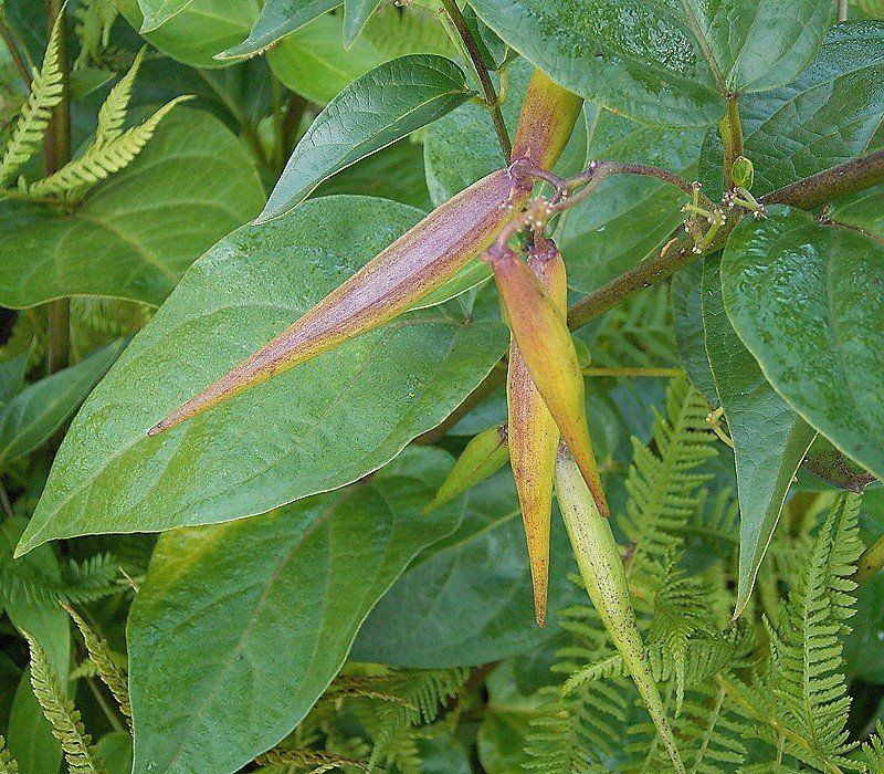 Spotting The Slim Pods Before They Burst Open