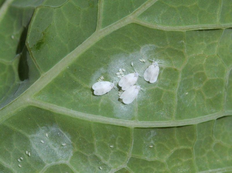 Spotting Whitefly Trouble Early In Arizona Gardens Spotting Whitefly Trouble Early In Arizona Gardens