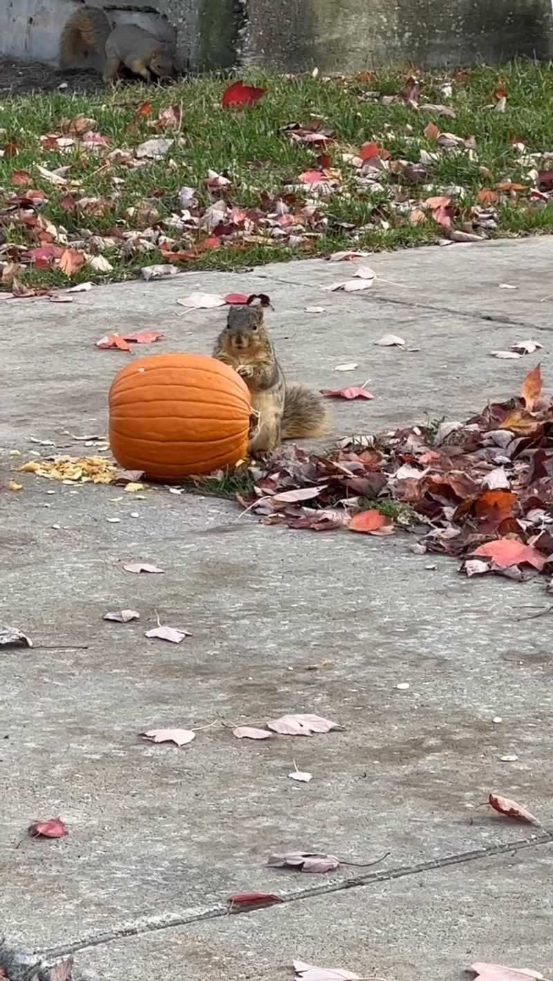 Spray Your Pumpkin With A Homemade Pest Shield