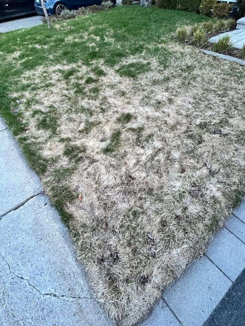 Spread Snow Piles Away From Your Favorite Turf Spread Snow Piles Away From Your Favorite Turf