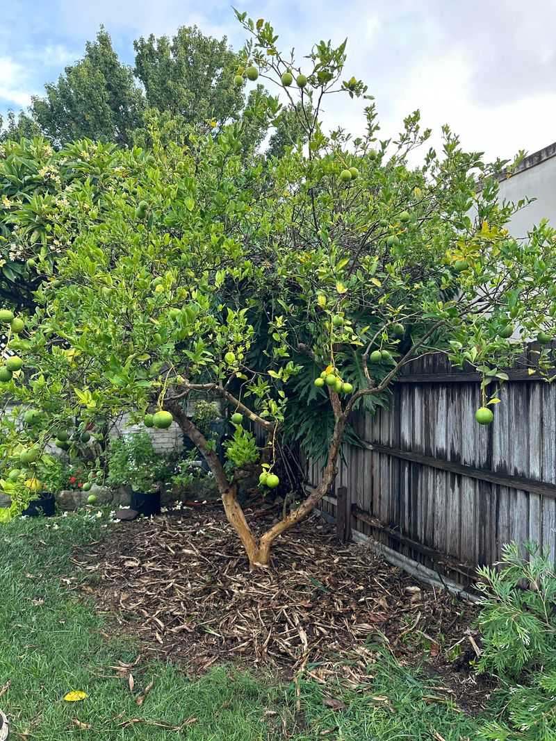 Spread Thick Mulch Around The Trunk And Drip Line