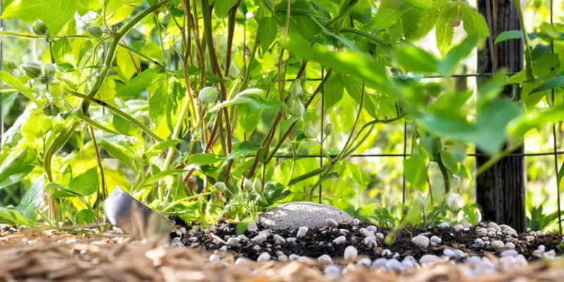 Spread a Thick Layer of Mulch Around Your Arizona Clematis Spread a Thick Layer of Mulch Around Your Arizona Clematis