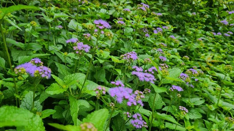 Spreading Habit Fills Bare Garden Corners