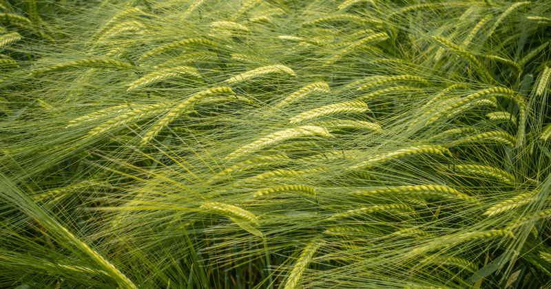 Spring Barley Spring Barley