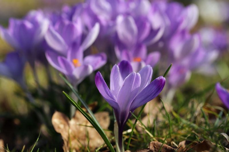 Spring Bloomers Wanting A Different Schedule