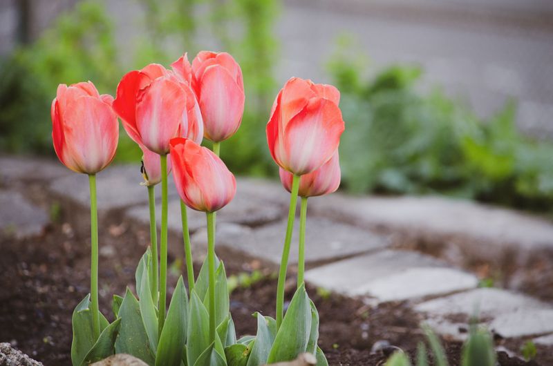 Spring Blooms And A Plan For Next Year