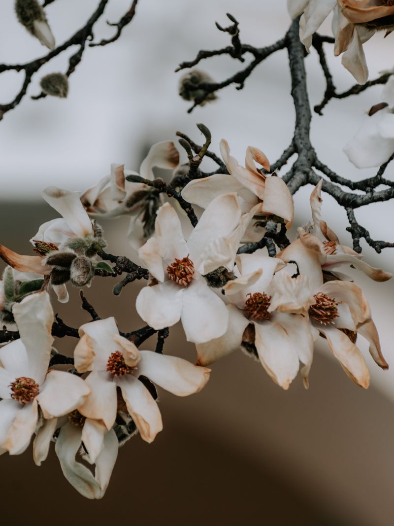 Spring Blooms Fade And The Menu Goes Blank