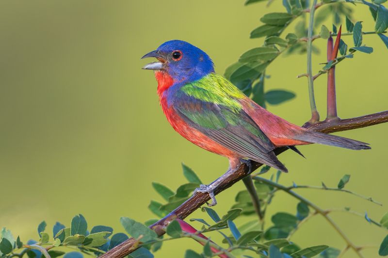 Spring Brings These Colorful Birds Back To Coastal Areas