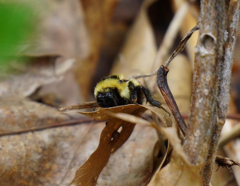 Spring Cleanup Gives Insects Time To Emerge Spring Cleanup Gives Insects Time To Emerge