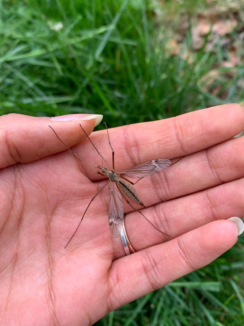 Spring Damage Patterns On Washington Lawns