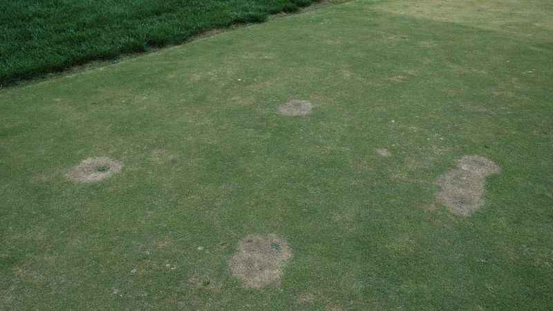 Spring Damage Spot Loves Fall-Fed North Carolina Bermudagrass Spring Damage Spot Loves Fall-Fed North Carolina Bermudagrass