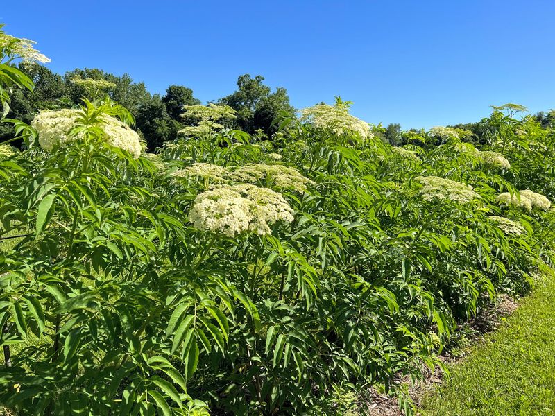 Spring Growth Rewards The Work Done In Fall Spring Growth Rewards The Work Done In Fall