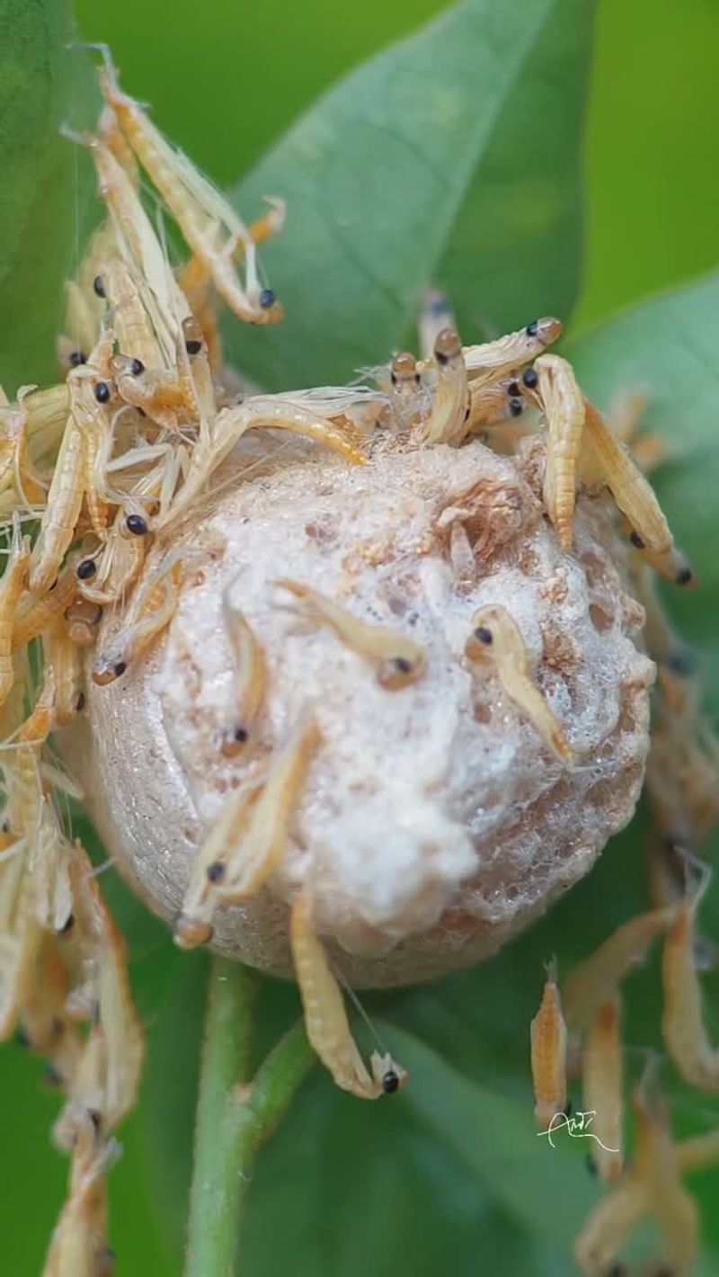 Spring Hatch Day And The Chaos That Follows Spring Hatch Day And The Chaos That Follows