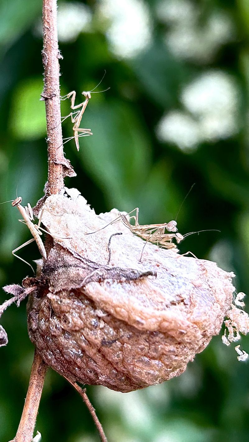 Spring Hatch Day In A Maryland Garden