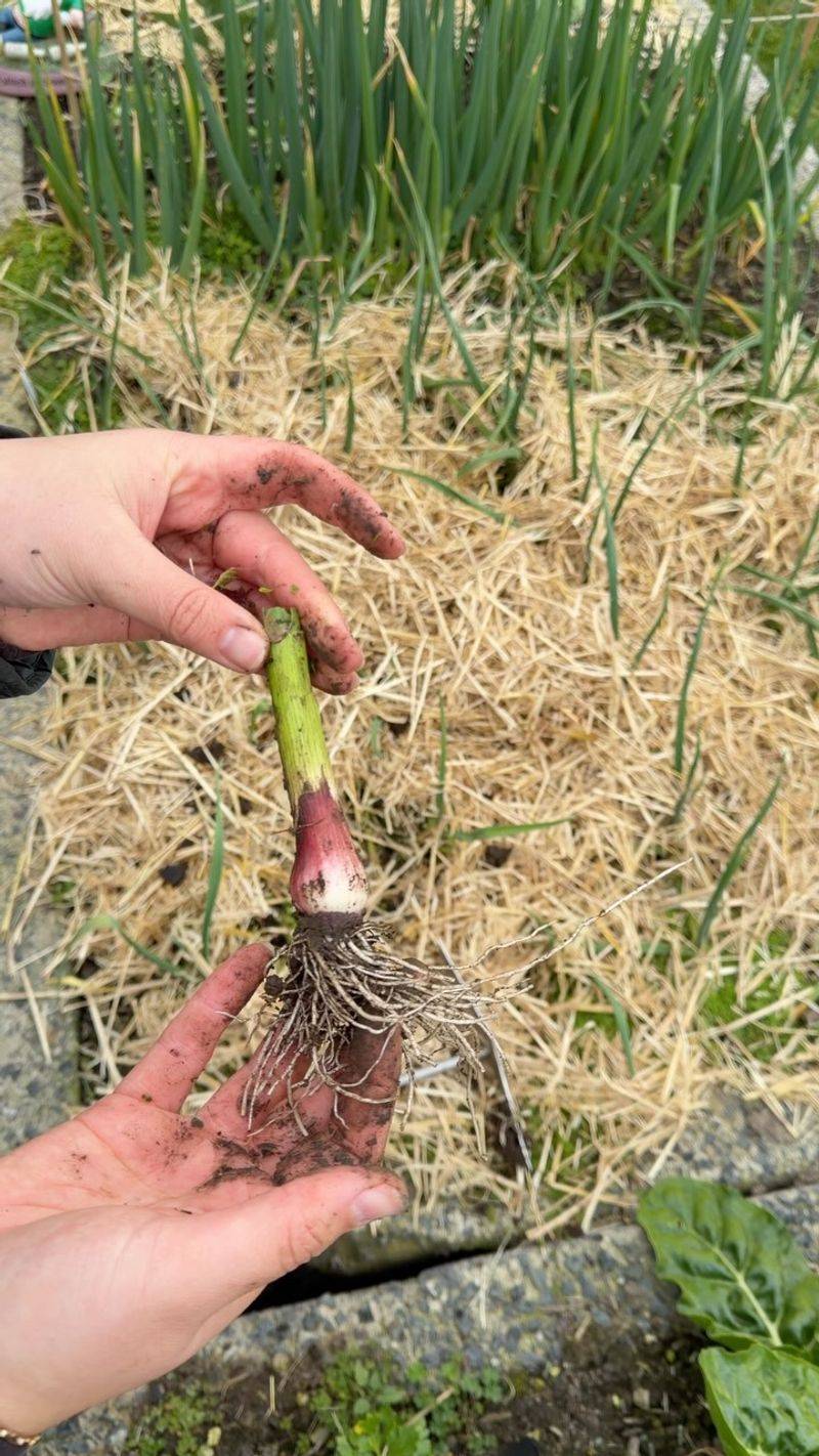 Spring-Planted Garlic Has Less Growing Time Spring-Planted Garlic Has Less Growing Time