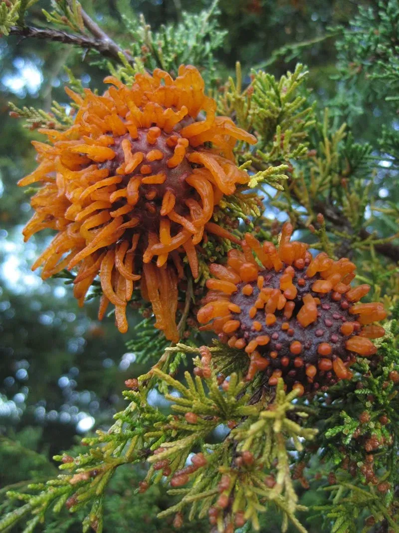 Spring Rain Triggers The Orange Horns