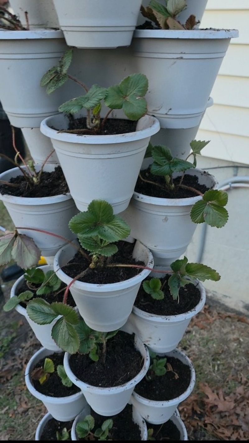Spring Transplanting Into A Fresh Bed Spring Transplanting Into A Fresh Bed
