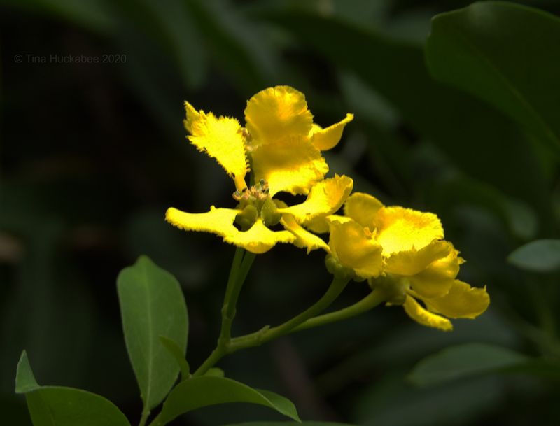 Spring and fall flowers attract bees