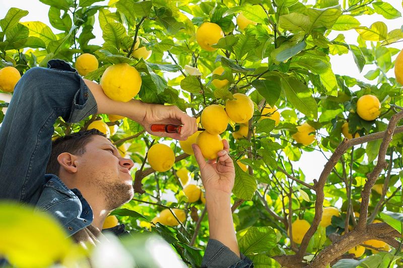 Spring fruit drop has more than one cause Spring fruit drop has more than one cause