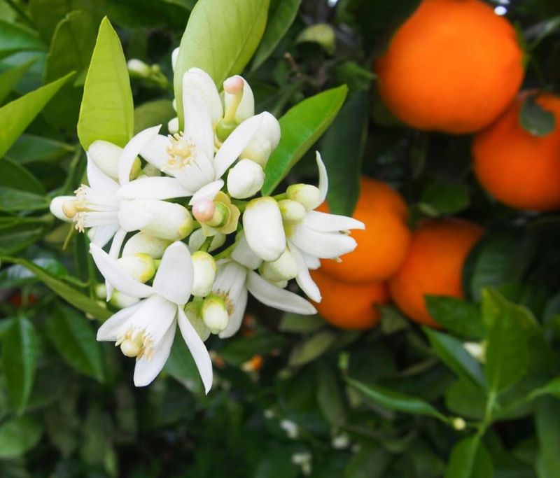 Spring fruit set limits what October can change Spring fruit set limits what October can change