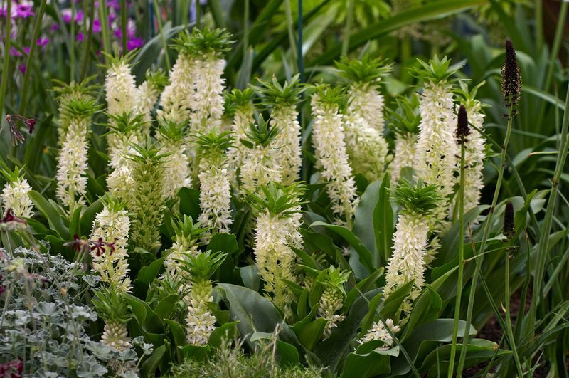 Spring planting sets up the late-summer show