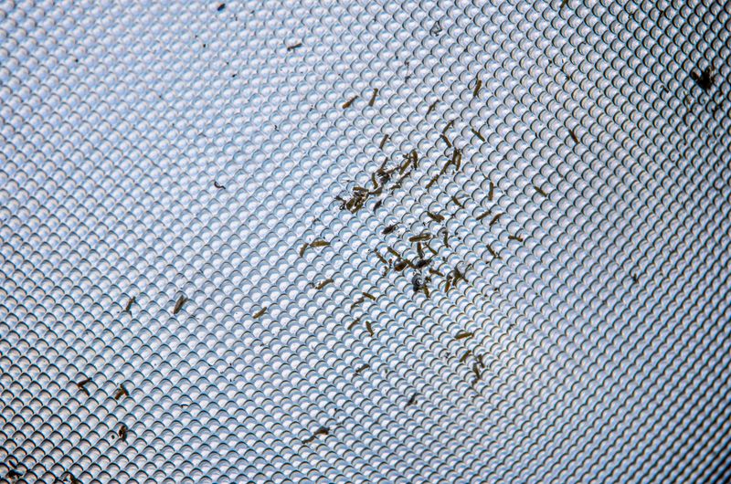 Springtails, The Tiny Hoppers Behind The Window Swarm