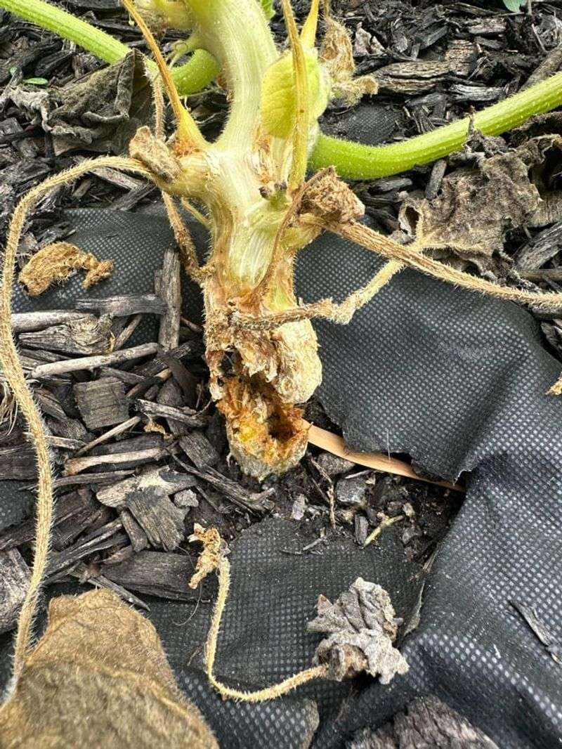 Squash And Pumpkin Vines With Vine Rot
