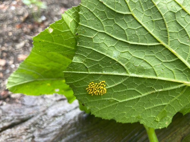 Squash Bugs Draining The Plant