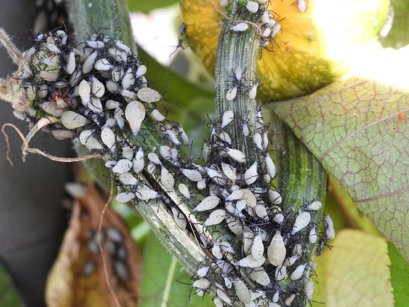 Squash Bugs Shelter In Old Vines