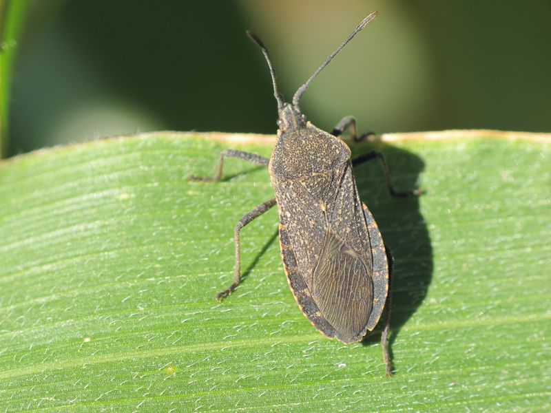 Squash Bugs Squash Bugs