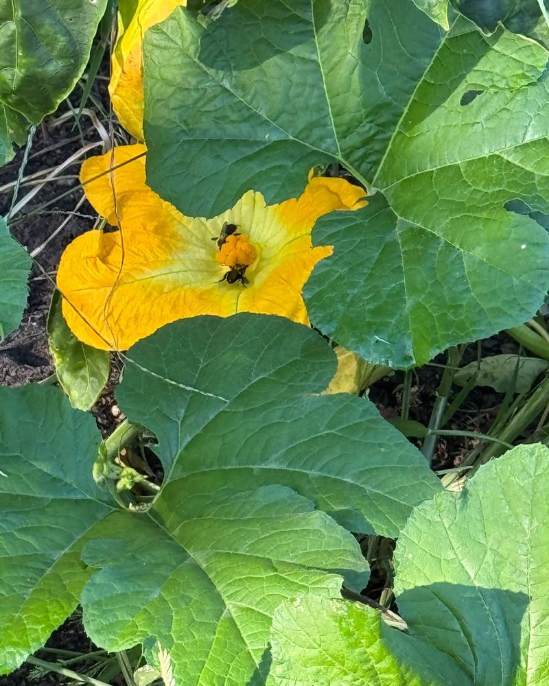 Squash Invites The Same Hungry Beetles Squash Invites The Same Hungry Beetles