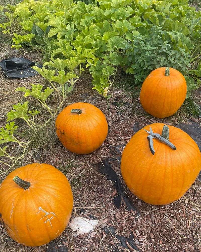 Squash Plants With Fruit Left To Finish