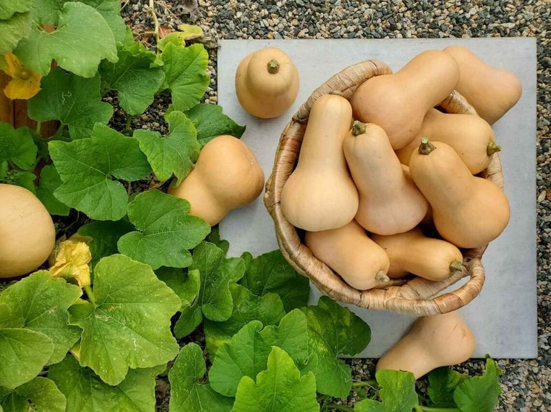 Squash (Summer & Winter)