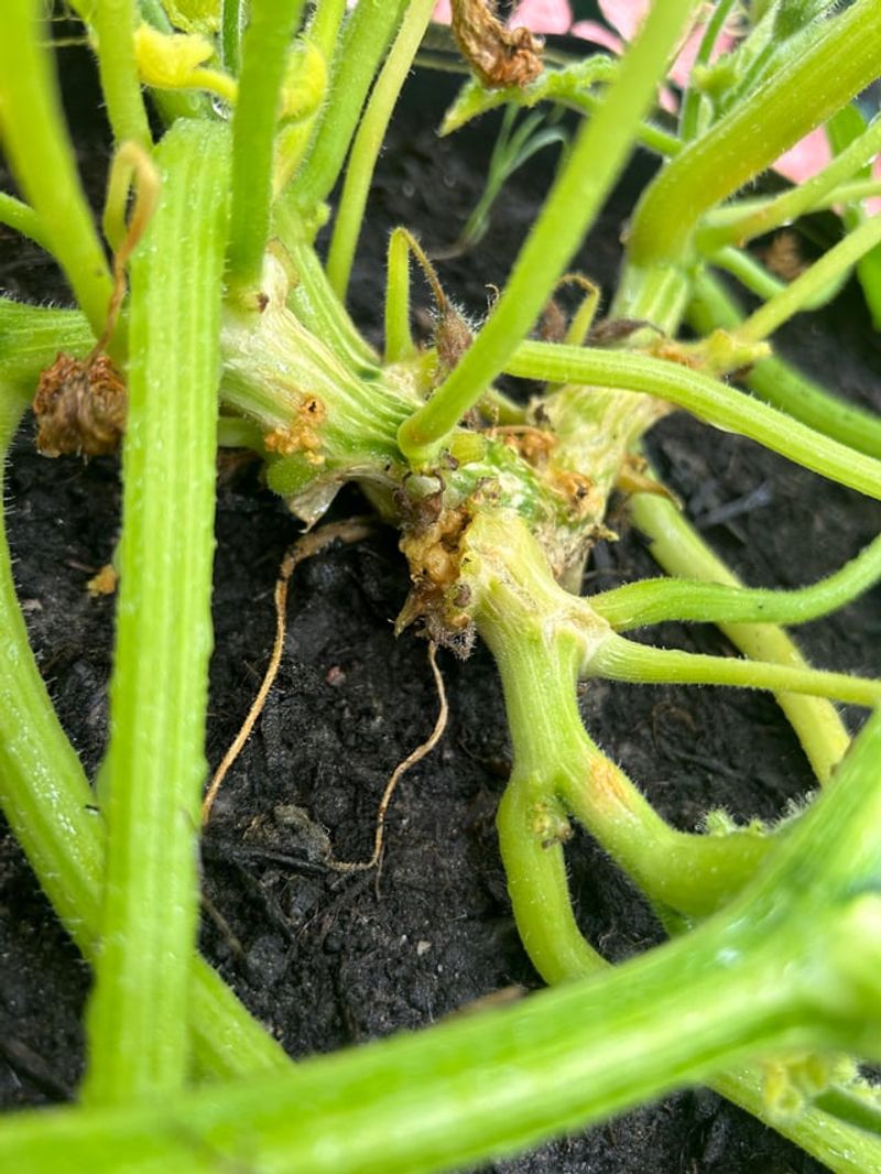 Squash Vine Borers Cause Sudden Wilting Squash Vine Borers Cause Sudden Wilting